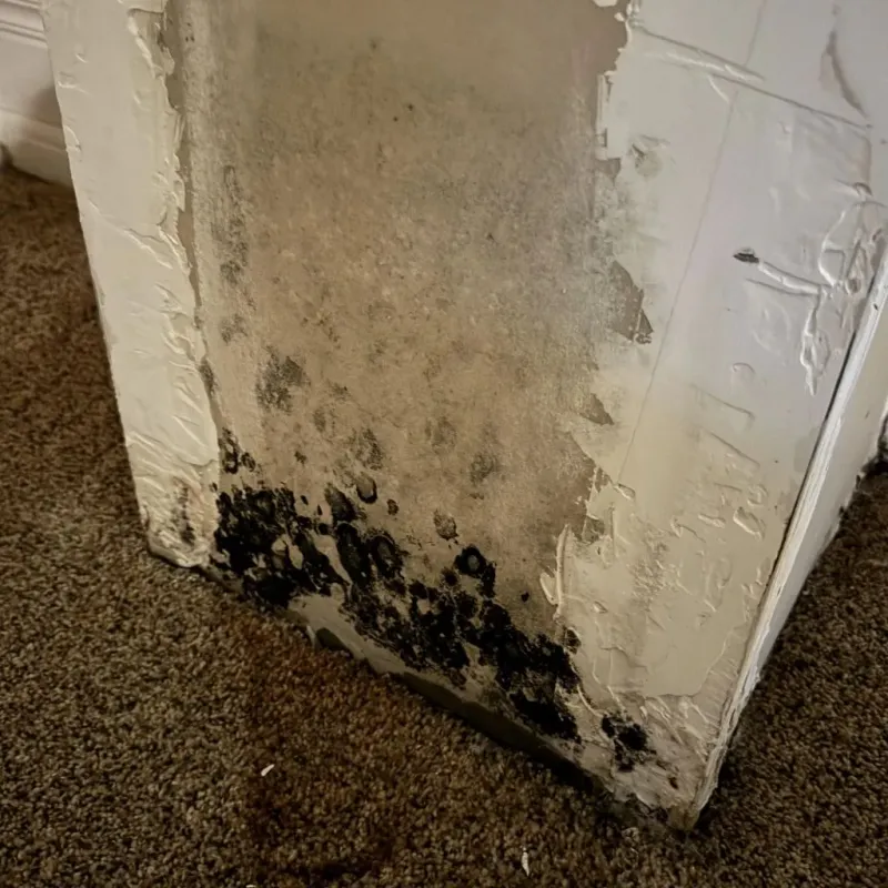 Professional Mold Removal in Deer Park, CA